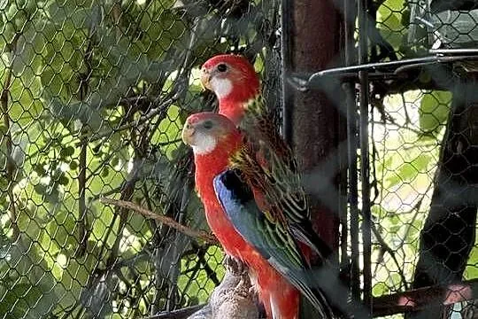 Papuga Rozella Białolica, Mazowieckie, Radom