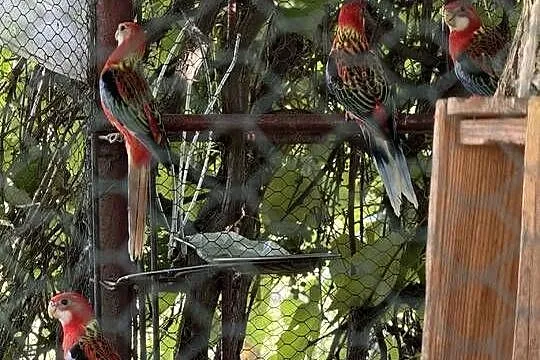 Papuga Rozella Białolica, Mazowieckie, Radom