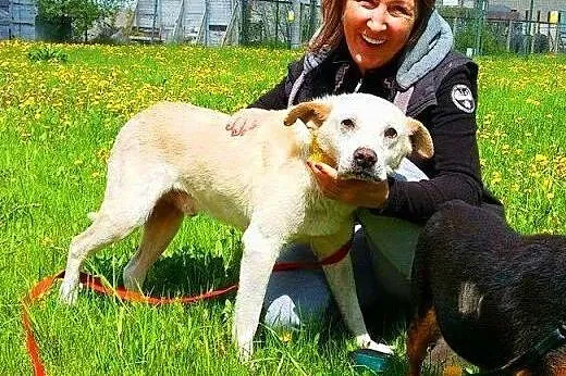 BISZKOPT - kochany, łagodny 7 letni psiak do adopcji,  mazowieckie Warszawa