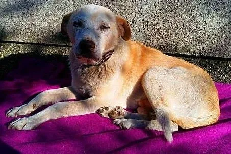 BISZKOPT - kochany, łagodny 7 letni psiak do adopc