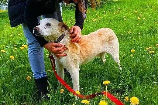 BISZKOPT - kochany, łagodny 7 letni psiak do adopc