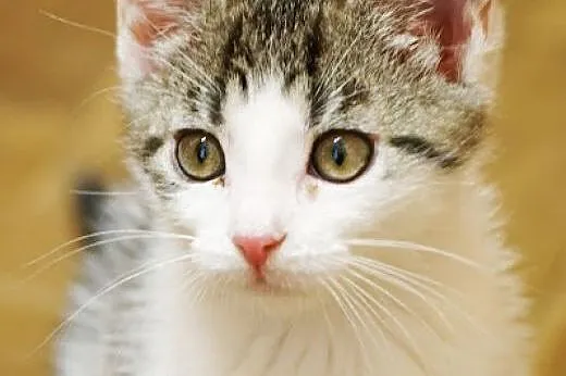 Kminek. Fundacja Stawiamy Na Łapy,  małopolskie Kr