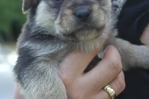 Szczeniaki do adopcji,  mazowieckie Warszawa