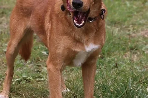 Rydz- przecudnej urody psi przyjaciel do adopcji! 