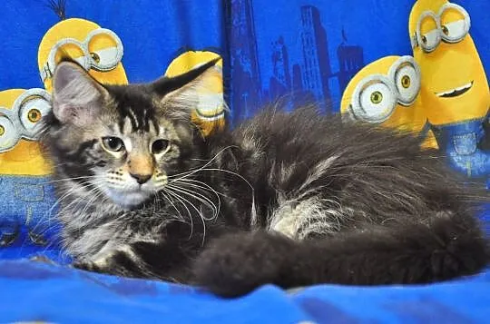 Miłe w zachowaniu, nieprzeciętne kociaki Maine Coon, , Lublin