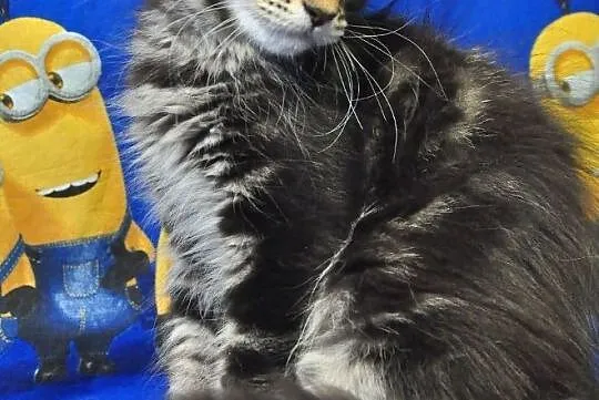 Miłe w zachowaniu, nieprzeciętne kociaki Maine Coon, , Lublin