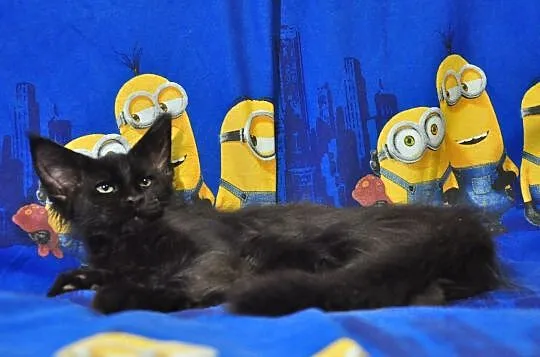 Miłe w zachowaniu, nieprzeciętne kociaki Maine Coon, , Lublin