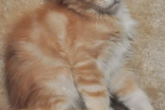 Miłe w zachowaniu, nieprzeciętne kociaki Maine Coon, , Lublin