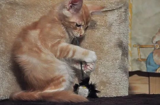 Miłe w zachowaniu, nieprzeciętne kociaki Maine Coon, , Lublin