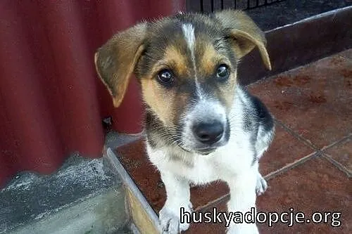 FREDDIE- kochany szczeniak do adopcji,  mazowieckie Warszawa
