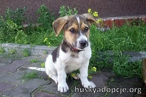 FREDDIE- kochany szczeniak do adopcji,  mazowiecki