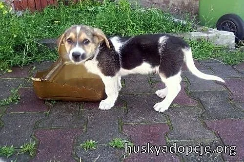 FREDDIE- kochany szczeniak do adopcji,  mazowiecki