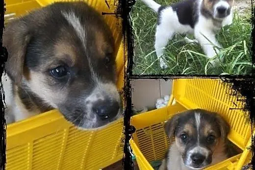 FREDDIE- kochany szczeniak do adopcji,  mazowiecki