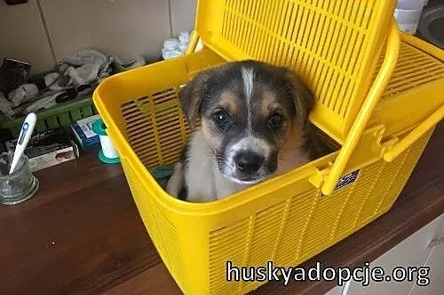 FREDDIE- kochany szczeniak do adopcji,  mazowiecki