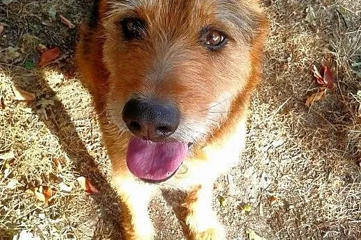 Psiak w typie teriera pilnie szuka domu.,  dolnośl