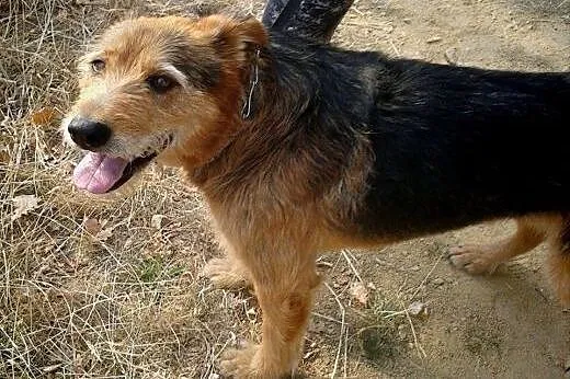 Psiak w typie teriera pilnie szuka domu.,  dolnośl