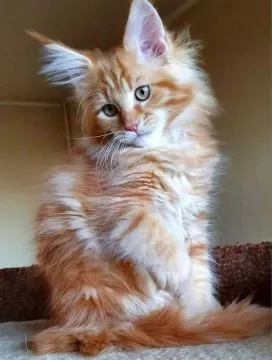 Urocze kocięta rasy Maine Coon dostępne na sprzedaż, , Inowrocław