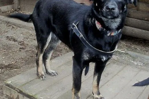Alice cudowna sunia   ,  mazowieckie Warszawa