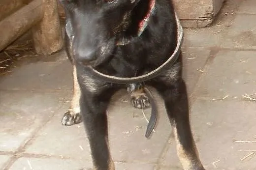 Alice cudowna sunia   ,  mazowieckie Warszawa