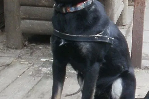 Alice cudowna sunia   ,  mazowieckie Warszawa
