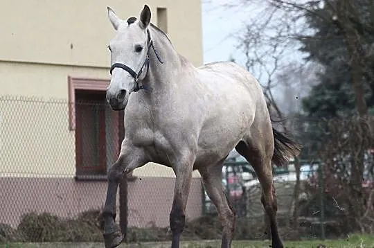 Piękna źrebna klacz andaluzyjska PRE!!