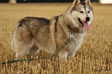 Belfer -piękny pies w typie husky szuka domu,  war