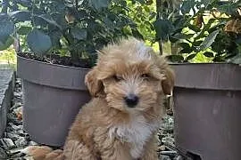 Szczeniak Maltipoo malutki hodowla MINI-MIX