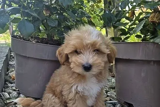 Szczeniak Maltipoo malutki hodowla MINI-MIX