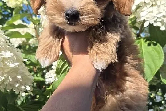 Szczeniak Maltipoo malutki hodowla MINI-MIX, Podkarpackie, Rzeszów
