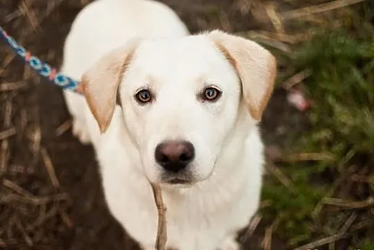 Bezik - cudny Labrador na krótkich łapkach :)