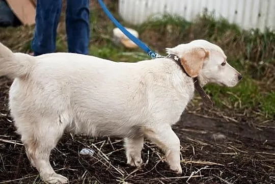Bezik - cudny Labrador na krótkich łapkach :)