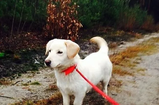 Bezik - cudny Labrador na krótkich łapkach :)