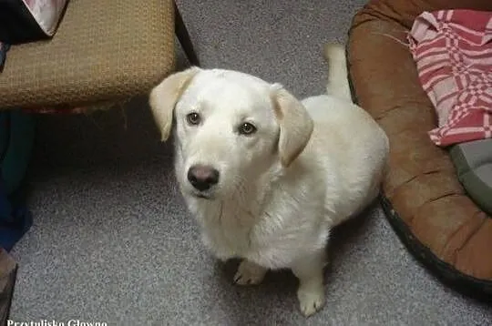 Bezik - cudny Labrador na krótkich łapkach :)