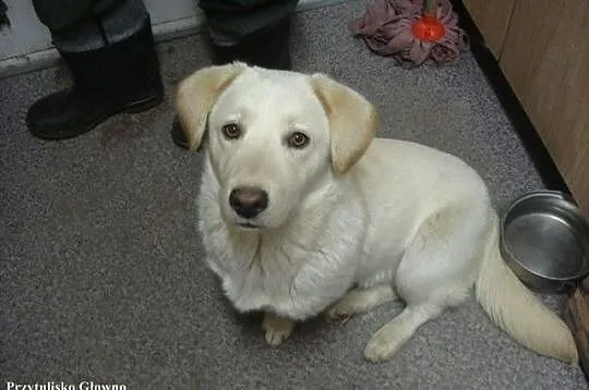 Bezik - cudny Labrador na krótkich łapkach :)