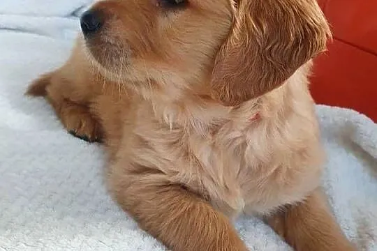 Golden Retriever /szczeniak /złoty piesek/gotowy do odbioru/ rodowód ZKPL