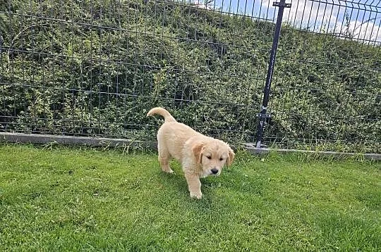 Golden Retriever /szczeniak /złoty piesek/gotowy do odbioru/ rodowód ZKPL, Małopolskie, Brzesko