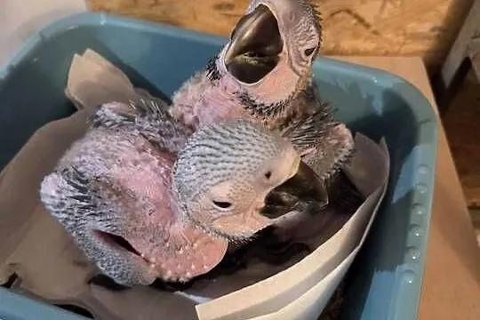 Ary - do dalszego karmienia, Małopolskie, Wieliczka