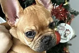 Buldog francuski