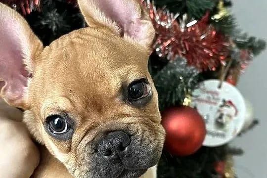 Buldog francuski, Świętokrzyskie, Skarżysko-Kamienna