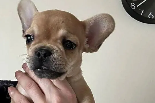 Buldog francuski, Świętokrzyskie, Skarżysko-Kamienna