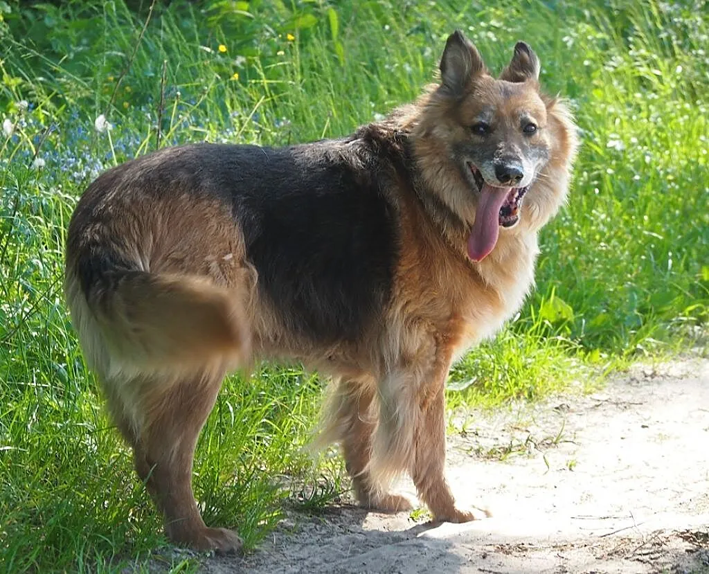 BIETA sunia idealna do adopcji