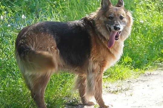 BIETA sunia idealna do adopcji