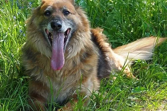 BIETA sunia idealna do adopcji