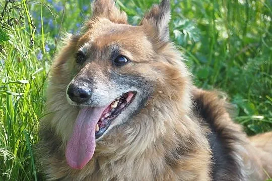 BIETA sunia idealna do adopcji