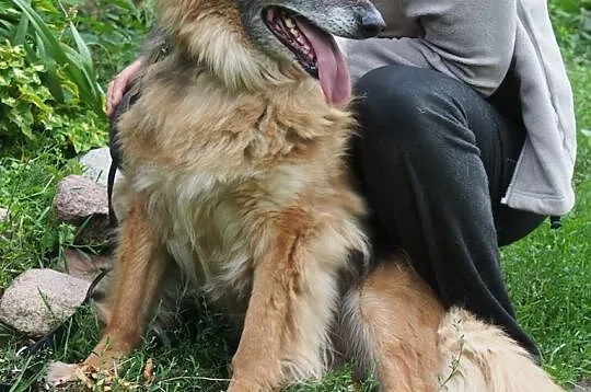 BIETA sunia idealna do adopcji