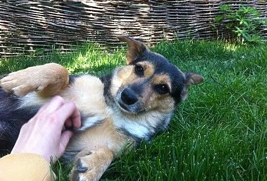 8-kilogramowa sunia w typie Corgi - adopcja, mazo