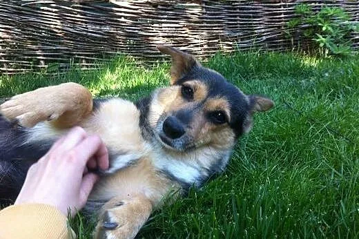 8-kilogramowa sunia w typie Corgi - adopcja,  mazo