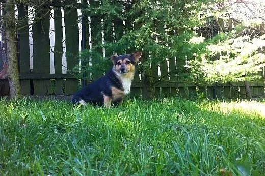 8-kilogramowa sunia w typie Corgi - adopcja,  mazo