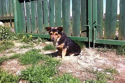 8-kilogramowa sunia w typie Corgi - adopcja,  mazo