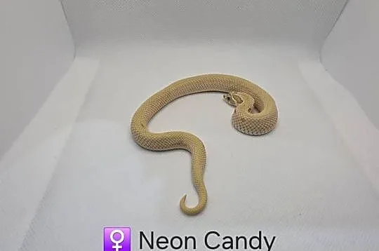 Heterodon samica odmiana neon candy